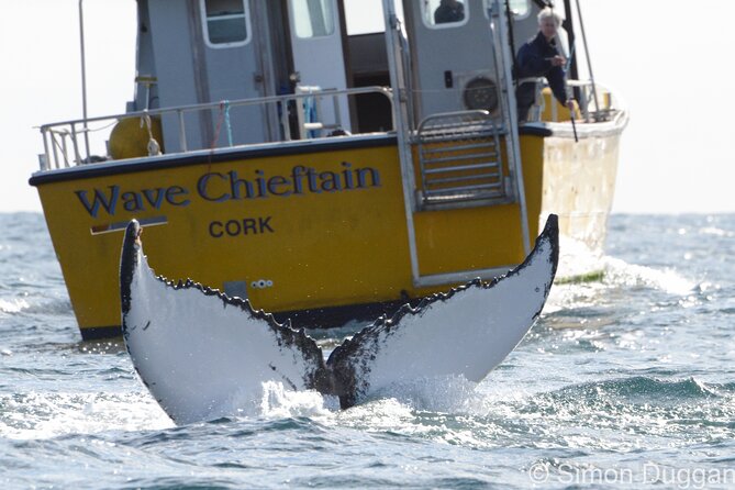 Whale & Dolphin Watching Tour - Group Size and Inclusions