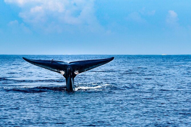 Whale & Dolphin Watching Trincomalee - Good To Know
