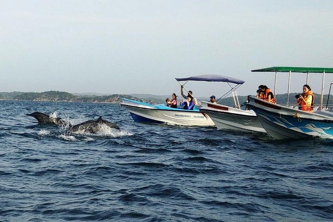 Whale & Dolphin Watching Trincomalee - Inclusions and Schedule