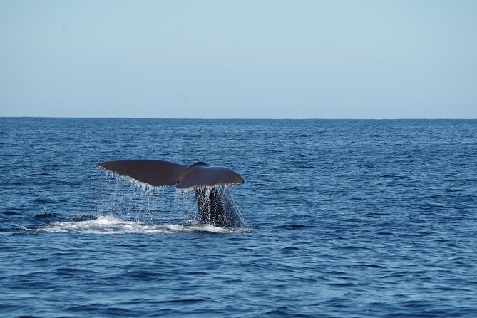 Whale & Dolphin Watching Trincomalee - Feedback and Concerns