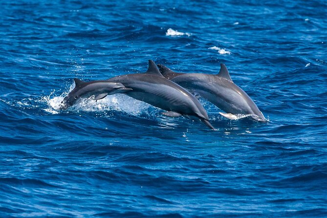 Whale & Dolphin Watching Trincomalee - Boat and Captain Details