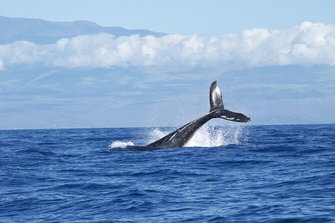 Whale & Dolphin Watching Trincomalee - Transportation and Accessibility