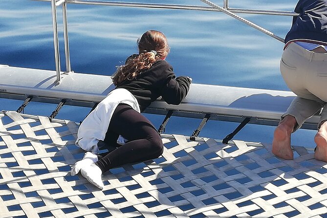 Whale & Dolphin Watching With Mustcat Virgin Coast Trip On a Large Catamaran - What to Expect