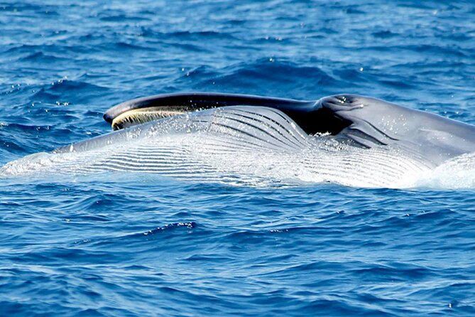 Whale & Dolphin Watching With Mustcat Virgin Coast Trip On a Large Catamaran - Exploring Tenerifes Marine Life