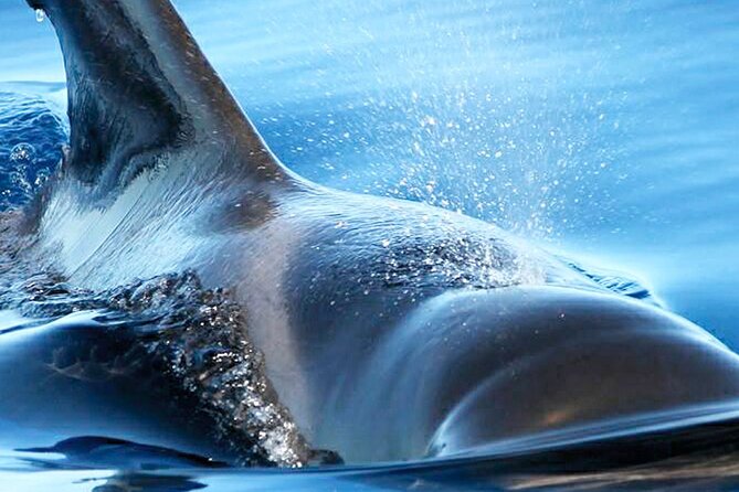 Whale & Dolphin Watching With Mustcat Virgin Coast Trip On a Large Catamaran - Onboard Facilities and Activities