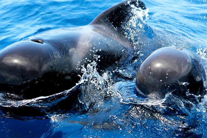 Whale & Dolphin Watching With Mustcat Virgin Coast Trip On a Large Catamaran - Expert Guidance and Assistance