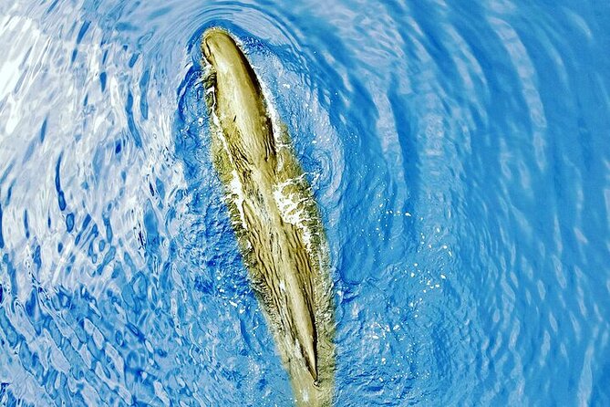 Whale Dream Ltd - Whale Watching and Swim With Dolphins - Meeting Point