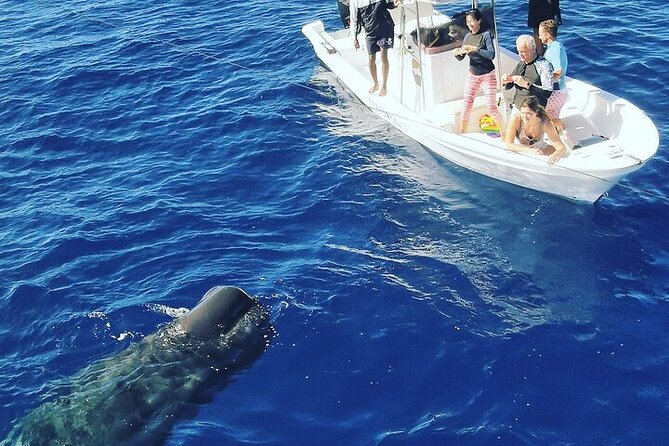 Whale Dream Ltd - Whale Watching and Swim With Dolphins - Departure and Return Times