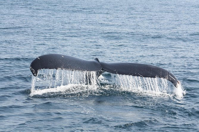 Whale Encounter Puerto Vallarta - Whale Watching Experience
