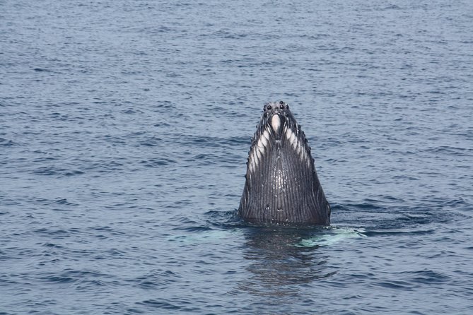 Whale Encounter Puerto Vallarta - Getting There