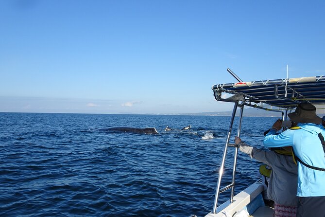 Whale Research Adventure - Leaded by Marine Biologist. - Inclusions and Meeting Information