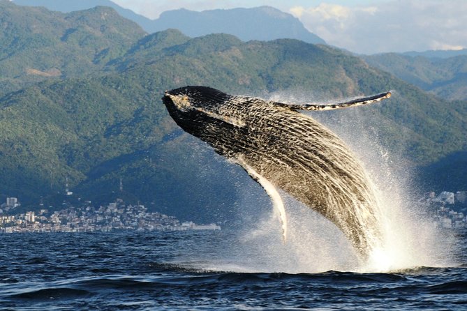 Whale Research Adventure - Leaded by Marine Biologist. - Tour Experience