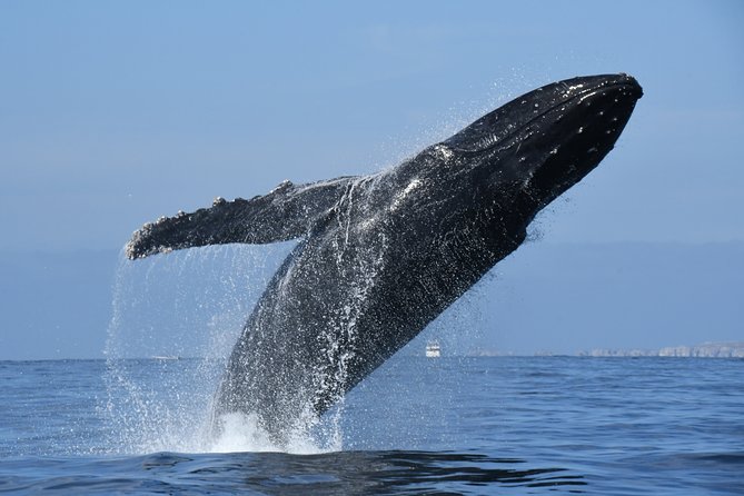 Whale Research Adventure - Leaded by Marine Biologist. - Whale Migration to Mexico