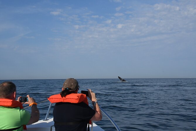 Whale Research Adventure - Leaded by Marine Biologist. - Small Group Size Experience