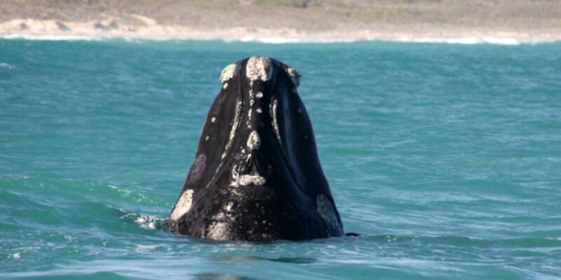 Whale Route Full Day Tour - Itinerary Highlights