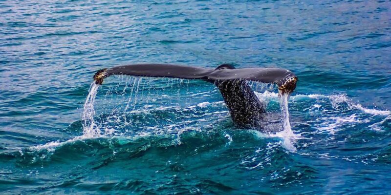 Whale Route Full Day Tour - Inclusions
