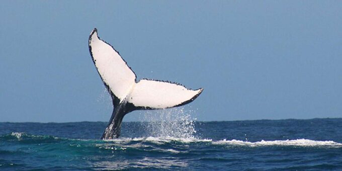 Whale Route Full Day Tour - Cancellation Policy