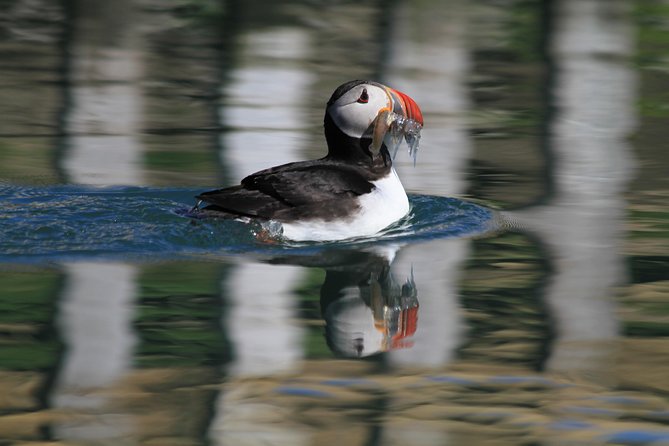 Whale Safari and Puffins RIB Boat Tour From Húsavík - Seeing Whales and Puffins