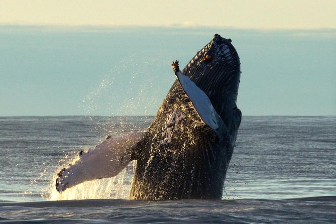 Whale Safari and Puffins RIB Boat Tour From Húsavík - Minimum Passenger Requirements
