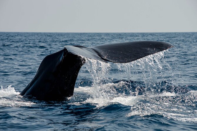 Whale Safari With Puffins and Muffins (Andøy, Vesterålen) - Key Points