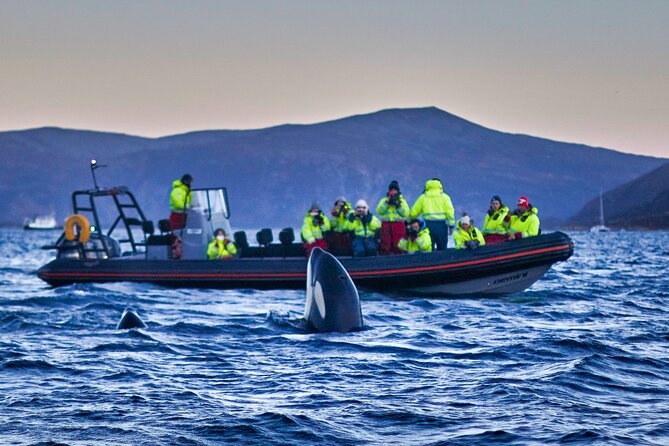 Whale Safari With Puffins and Muffins (Andøy, Vesterålen) - Health and Safety Requirements