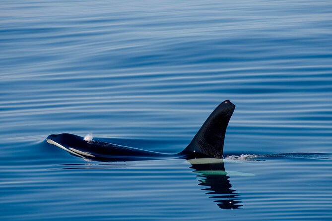 Whale Safari With Puffins and Muffins (Andøy, Vesterålen) - Cancellation and Refund Policy