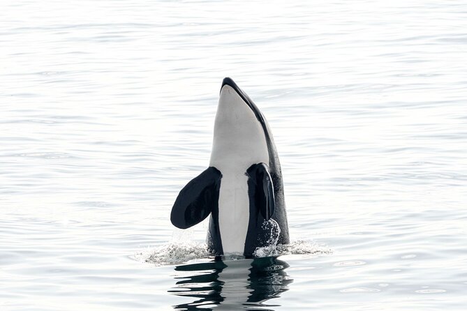 Whale Safari With Puffins and Muffins (Andøy, Vesterålen) - Tour Logistics and Duration