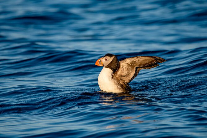 Whale Safari With Puffins and Muffins (Andøy, Vesterålen) - Tour Activity and Difficulty