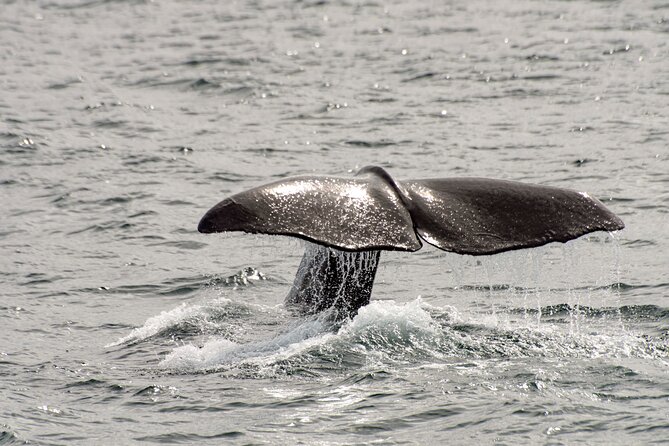 Whale Safari With Puffins and Muffins (Andøy, Vesterålen) - Guest Reviews and Ratings
