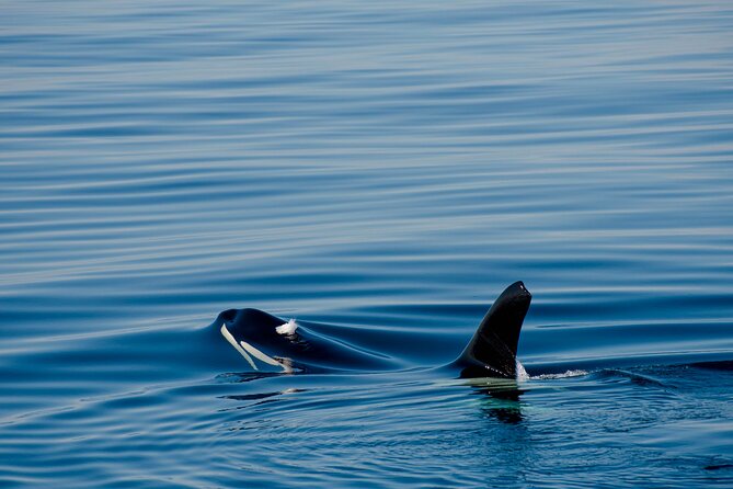 Whale Safari With Puffins and Muffins (Andøy, Vesterålen) - Additional Details to Note