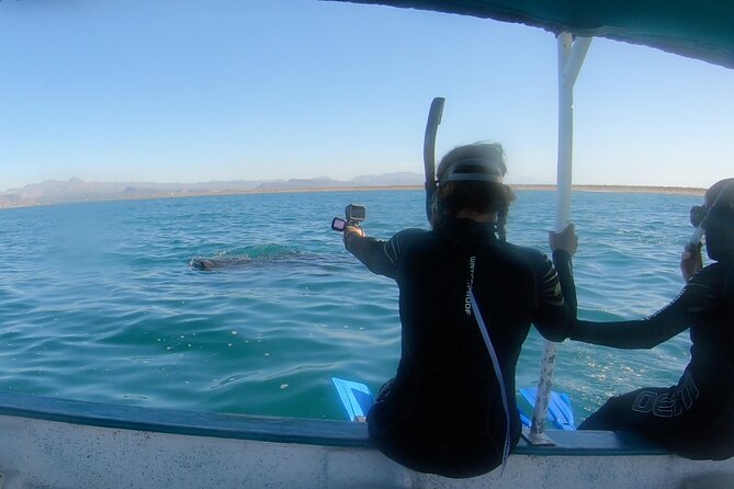 Whale Shark 4 Hour Tour in La Paz - Key Points