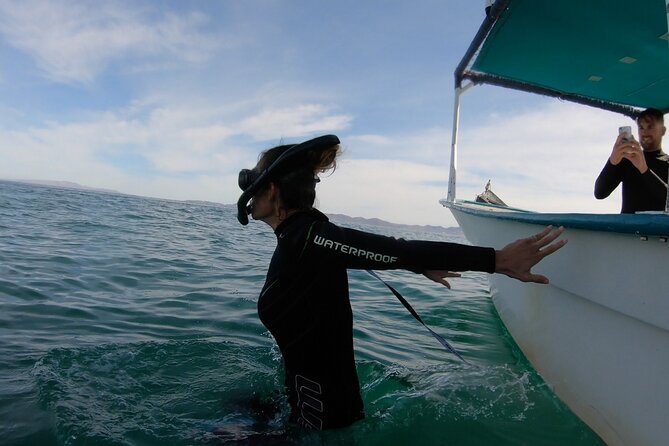 Whale Shark 4 Hour Tour in La Paz - Health and Safety Requirements