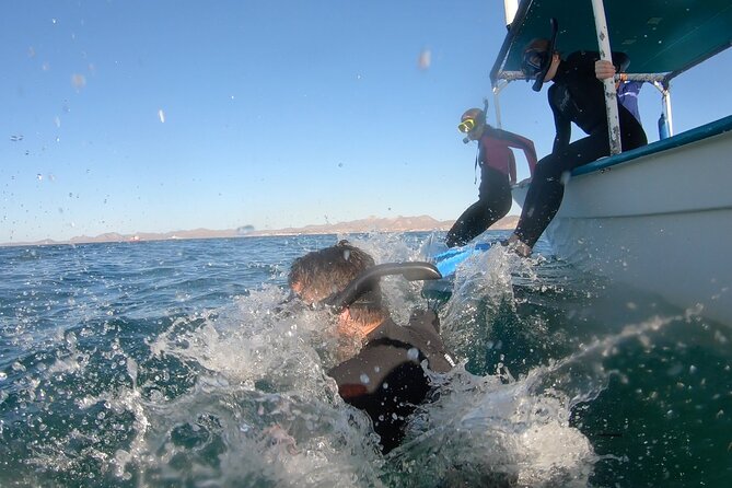 Whale Shark 4 Hour Tour in La Paz - Whale Shark Encounter
