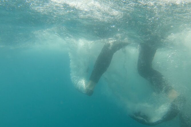 Whale Shark 4 Hour Tour in La Paz - Dolphin Sighting