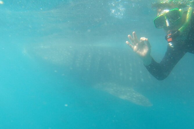 Whale Shark 4 Hour Tour in La Paz - Personalized Attention