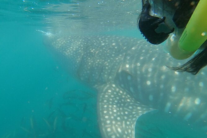 Whale Shark 4 Hour Tour in La Paz - Weather Considerations