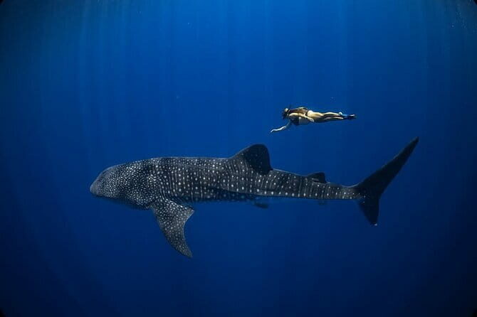 Whale Shark Adventure 2 Days 1 Night Sharing Trip - An In-Depth Look at the Tour Experience