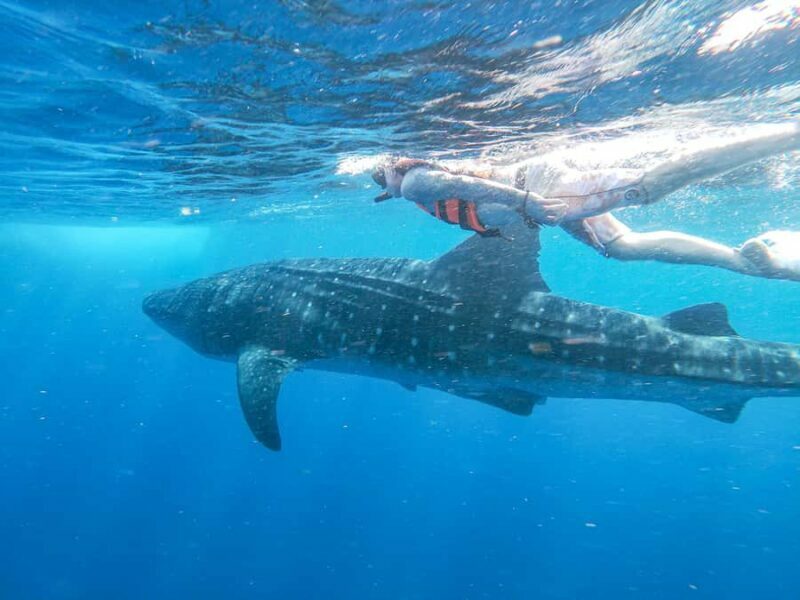 Whale Shark Adventure from Isla Mujeres - Overview of the Whale Shark Tour
