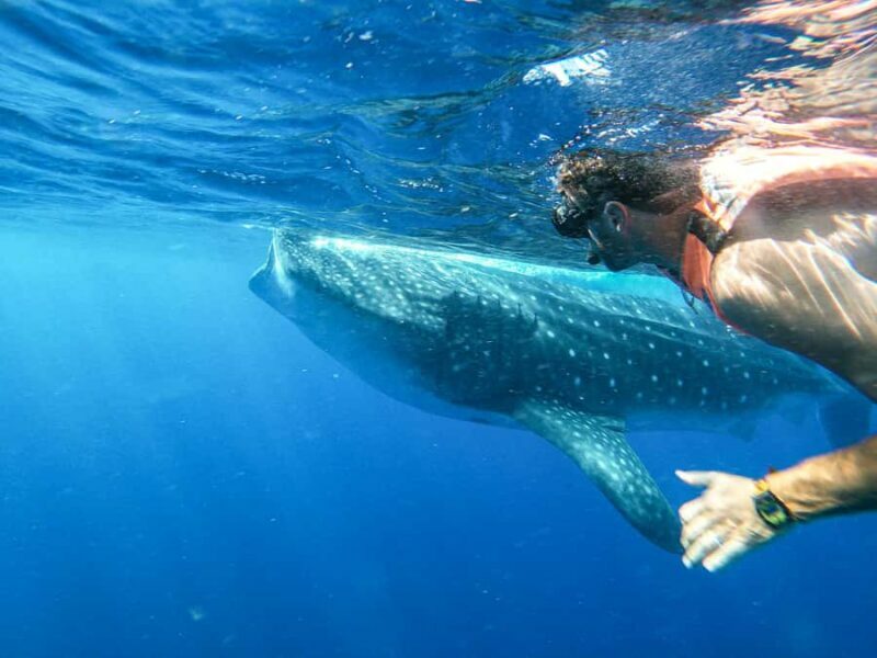 Whale Shark Adventure from Isla Mujeres - What to Expect on the Day