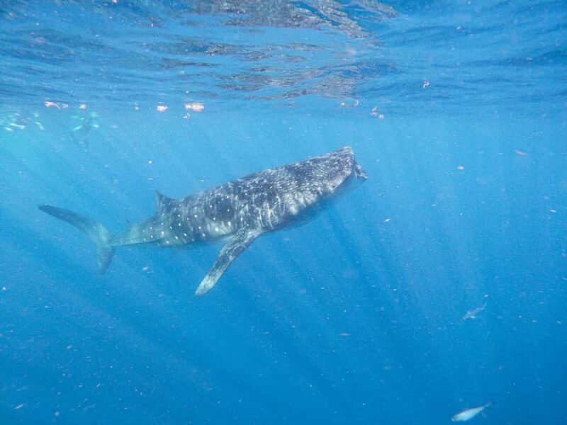 Whale Shark Adventure from Isla Mujeres - Reviews and Real Traveler Feedback