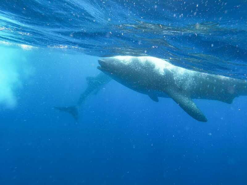 Whale Shark Adventure from Isla Mujeres - Who Should Consider This Tour