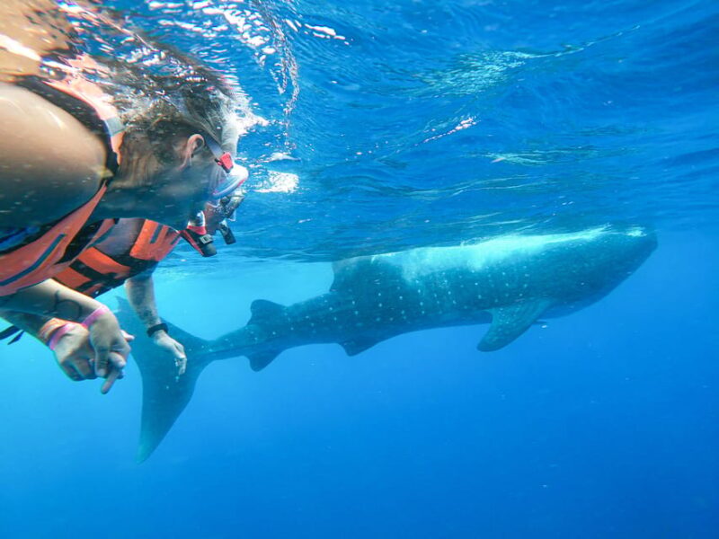 Whale Shark Adventure From Isla Mujeres - Key Points