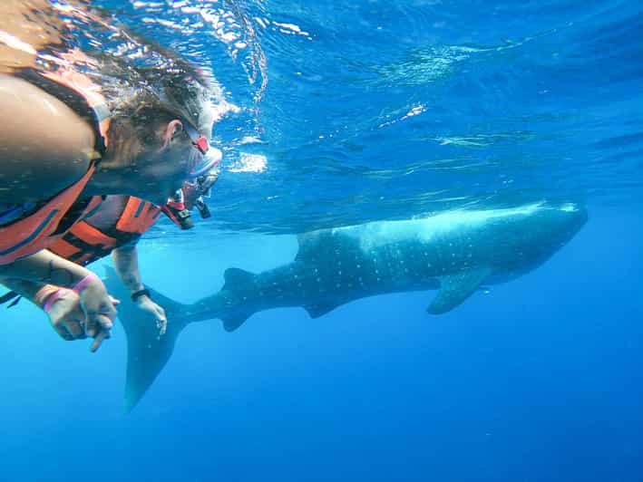 Whale Shark Adventure From Isla Mujeres - Highlights of the Experience