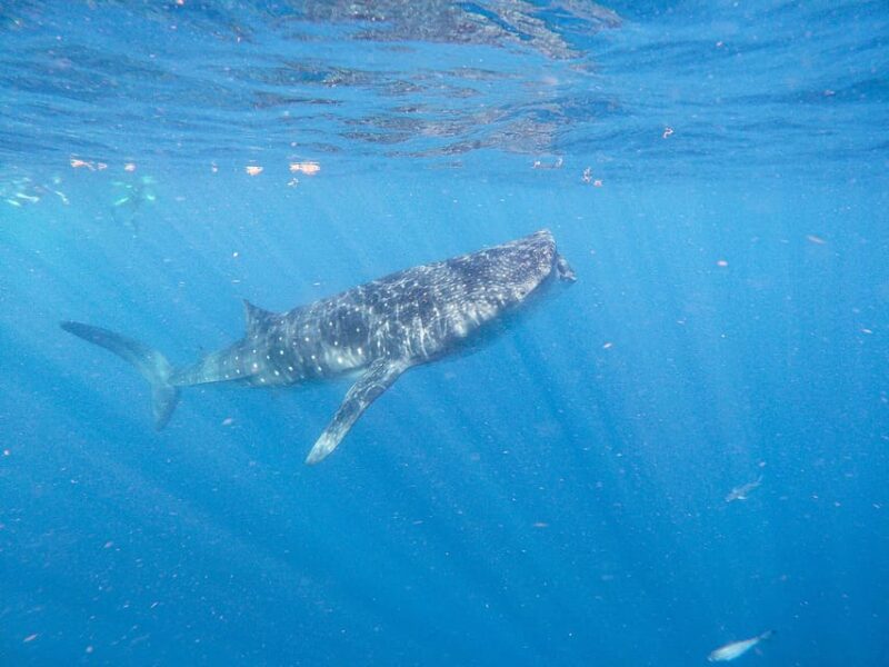 Whale Shark Adventure From Isla Mujeres - Included Amenities
