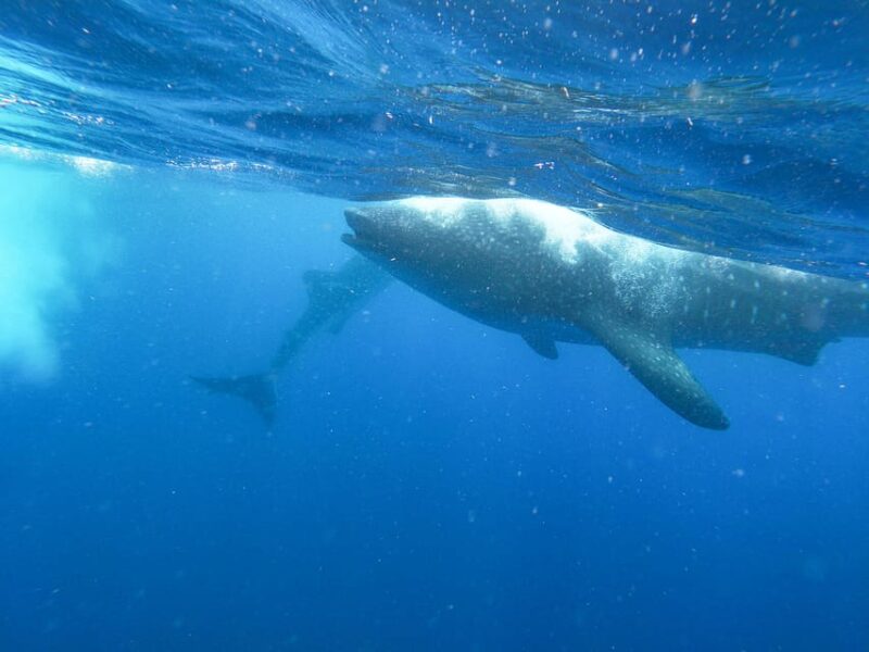 Whale Shark Adventure From Isla Mujeres - Requirements and Restrictions
