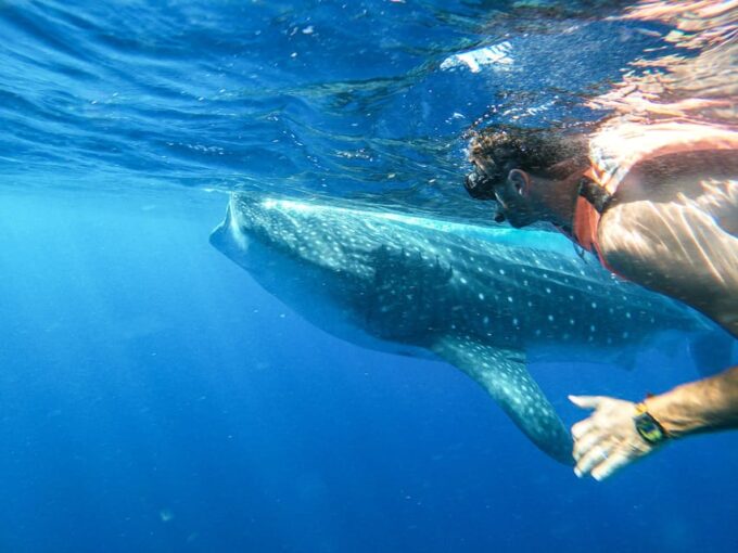 Whale Shark Adventure From Isla Mujeres - Booking and Cancellation Policy