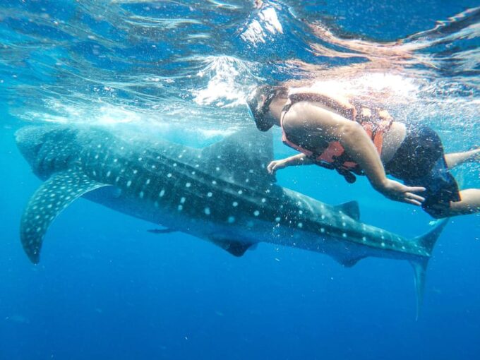 Whale Shark Adventure From Isla Mujeres - Frequently Asked Questions