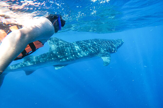 Whale Shark Adventure in Isla Mujeres and Cancun - Meeting Point and Pickup