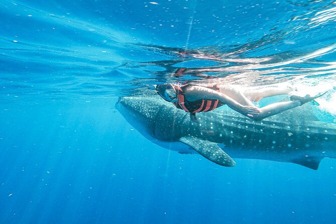 Whale Shark Adventure in Isla Mujeres and Cancun - Booking and Confirmation