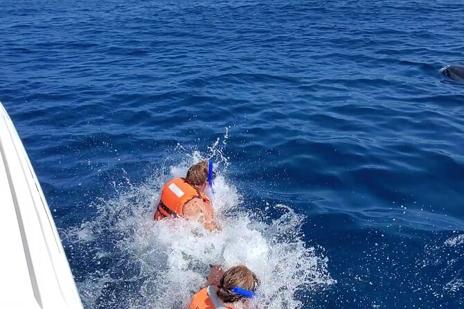 Whale Shark Adventure in Isla Mujeres and Cancun - Whale Sharks Congregation